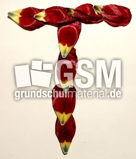 T-wie-Tulpenblätter.jpg